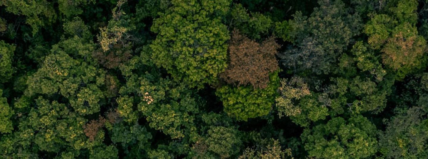 Consulta pública del estándar Boliviano de gestión forestal FSC