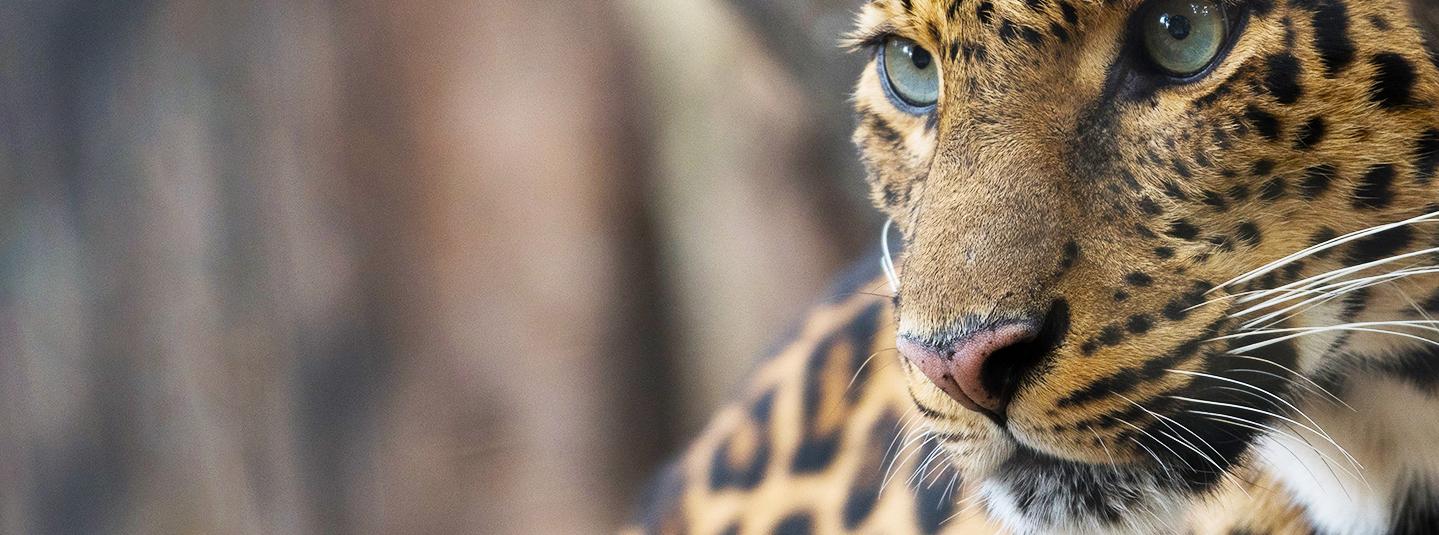 La Certificación FSC ayuda a proteger el Jaguar en bosques de Bolivia y Latinoamérica