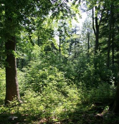 2014_ICCOMMS_Slovenia_NAT_forest_(c)FSC GD_MilanReška_0045.jpg