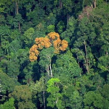 bosque